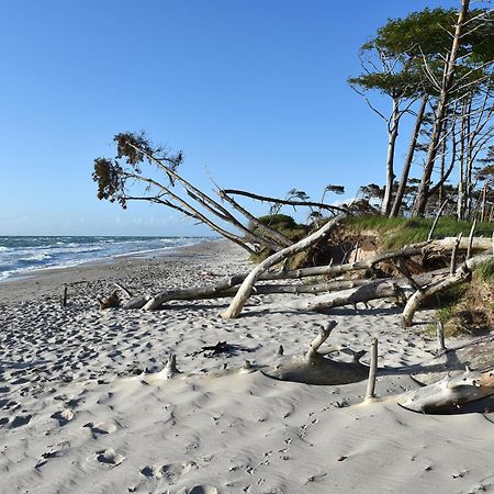 Strandhafer an der Seebrücke Zingst Exterior foto